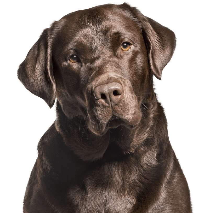 big chocolate labrador dog