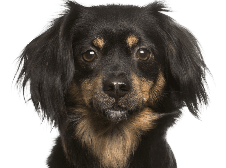black and brown furry dog 