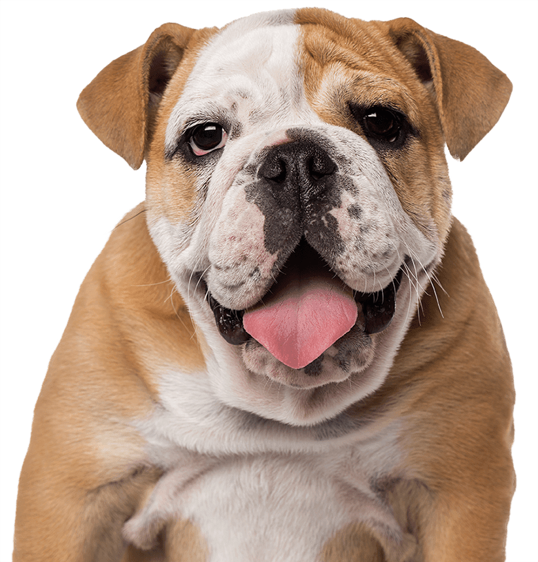 english bulldog puppy